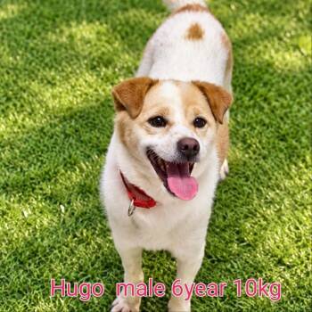 HUGO -  Beagle Dog for Adoption in Johns Creek, Georgia - HUGO | PetCurious