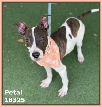 Hound and Terrier Dogs Available for Adoption in Marietta, Georgia - PETAL | PetCurious