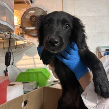 Black Labrador Retriever Dogs Available for Adoption - Caitlyn Clark | PetCurious