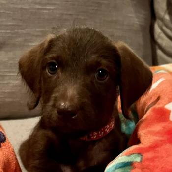 Pancake -  Flat Coated Retriever and Wirehaired Vizsla Dog for Adoption - Pancake | PetCurious