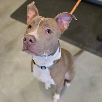 Pit Bull Terrier Dogs Available for Adoption in Charlottesville, Virginia - Onix | PetCurious
