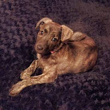 Serenity -  Retriever Dog for Adoption in Itasca, Illinois - Serenity | PetCurious