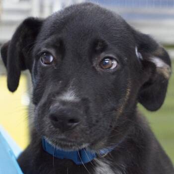 Pluto -  Rottweiler and Mixed Breed Dog for Adoption in South Elgin, Illinois - Pluto | PetCurious