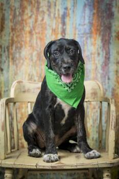 Josie -  Mixed Breed Dog for Adoption in North Myrtle Beach, South Carolina - Josie | PetCurious