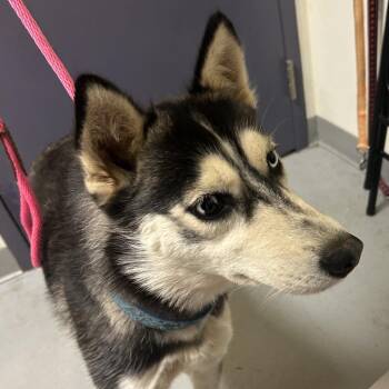 Scarlet -  Husky Dog for Adoption in Charlottesville, Virginia - Scarlet | PetCurious