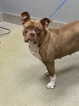 English Bulldog and Mixed Breed Dogs Available for Adoption in Las Vegas, Nevada - PIGLET | PetCurious