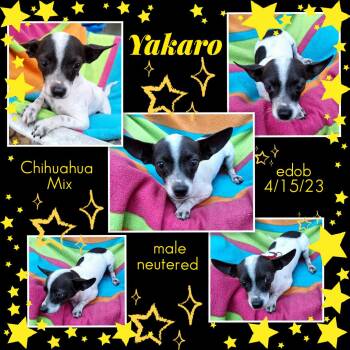 Chihuahua Dogs Available for Adoption in Missouri City, Texas - Yakaro OR14351-Thw | PetCurious