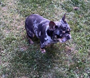 French Bulldog Dogs Available for Adoption in Matthews, North Carolina - Three Frenchies | PetCurious