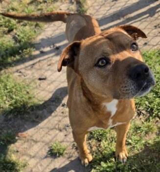 Labrador Retriever and Terrier Dogs Available for Adoption in Conway, South Carolina - Ryan (HW+) | PetCurious