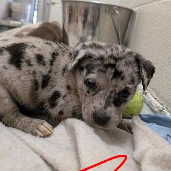 Puppy 4/Lubbock -  Catahoula Leopard Dog and Shepherd Dog for Adoption in Buchanan Dam, Texas - Puppy 4/Lubbock | PetCurious