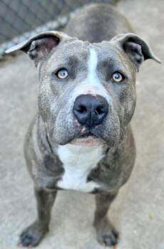 Pit Bull Terrier Dogs Available for Adoption - Very Berry | PetCurious