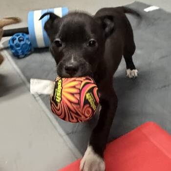 Terrier Dogs Available for Adoption - NY Duchess Avail Feb 14 (Tractor Supply Patterson) | PetCurious