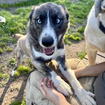 Husky and Akita Dogs Available for Adoption - Libby | PetCurious
