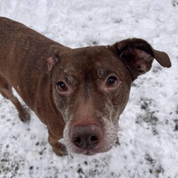 Mixed Breed Dogs Available for Adoption - Macy | PetCurious