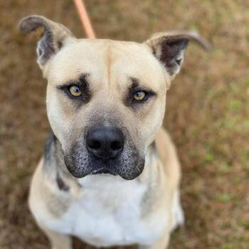 American Staffordshire Terrier Dogs Available for Adoption in Ferndale, Washington - Chug | PetCurious