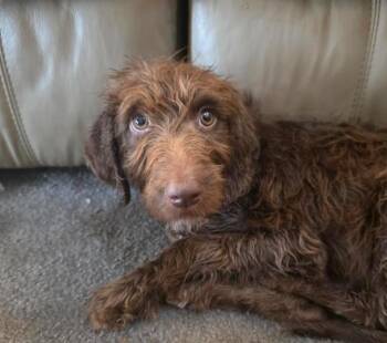 Labradoodle and Chocolate Labrador Retriever Dogs Available for Adoption in Manvel, Texas - Cooper | PetCurious