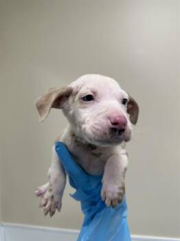 American Staffordshire Terrier Dogs Available for Adoption - MOTH | PetCurious