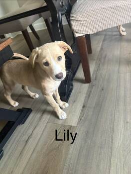 Miniature Pinscher and Labrador Retriever Dogs Available for Adoption in Schertz, Texas - Lily Tilly  | PetCurious