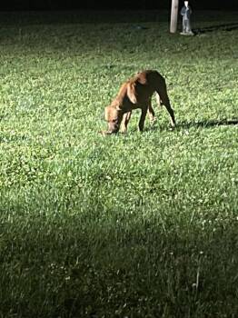 Mountain Cur Dogs Available for Adoption in Bloomington, Indiana - Miles | PetCurious