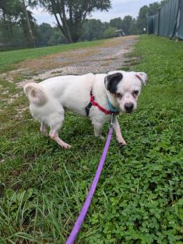 Apollo -  Chihuahua Dog for Adoption in Reisterstown, Maryland - Apollo | PetCurious