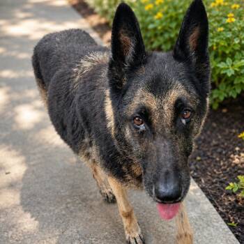 MAX GS -  German Shepherd Dog Dog for Adoption in Lucas, Texas - MAX GS | PetCurious