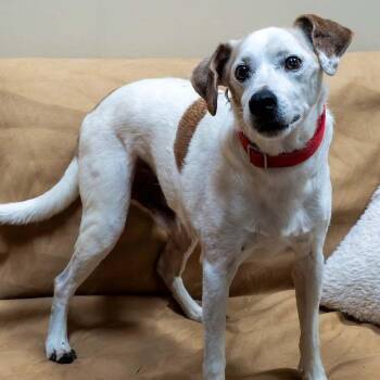 Opie -  Jack Russell Terrier Dog for Adoption in Washington, Pennsylvania - Opie | PetCurious