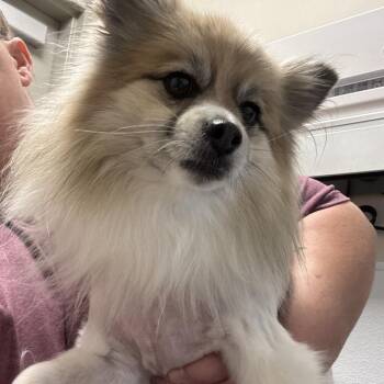 Pomeranian Dogs Available for Adoption in Tulsa, Oklahoma - Kim | PetCurious