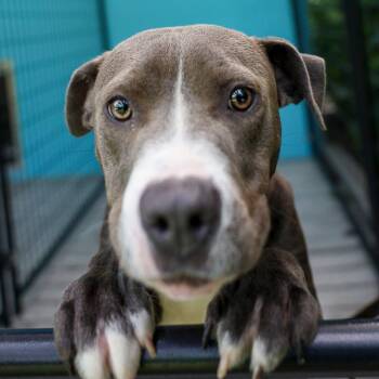 Grover -  Pit Bull Terrier and Mixed Breed Dog for Adoption in Bradenton, Florida - Grover | PetCurious