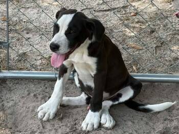 Petey -  Hound Dog for Adoption in New Bedford, Massachusetts - Petey | PetCurious