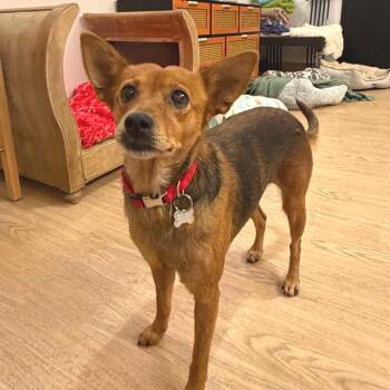 Crystal Ball 14654 -  Terrier Dog for Adoption in San Francisco, California - Crystal Ball 14654 | PetCurious