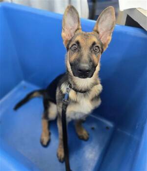 Mixed Breed Dogs Available for Adoption in Dallas, Texas - MALDIVES | PetCurious