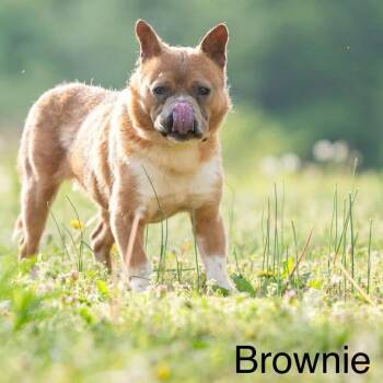 Cardigan Welsh Corgi and Pit Bull Terrier Dogs Available for Adoption in Bartlett, Tennessee - Brownie | PetCurious