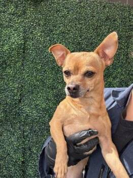 Chihuahua and Mixed Breed Dogs Available for Adoption in El Paso, Texas - 60916168 | PetCurious