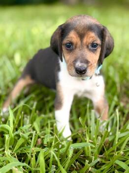 Bridget- Transport -  Beagle and Mixed Breed Dog for Adoption in Gradyville, Kentucky - Bridget- Transport | PetCurious