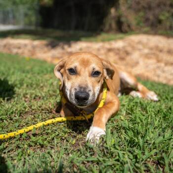 Calypso -  Terrier and Mixed Breed Dog for Adoption in Gainesville, Georgia - Calypso | PetCurious