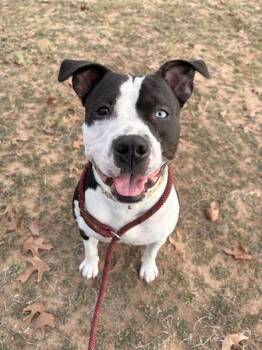 Pit Bull Terrier Dogs Available for Adoption - Puma | PetCurious