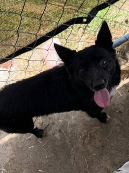 Juniper -  Mixed Breed Dog for Adoption in Georgetown, South Carolina - Juniper | PetCurious