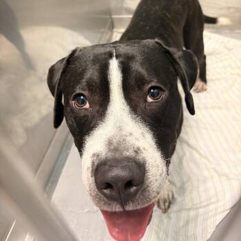 Here Comes The Mime -  Mixed Breed Dog for Adoption in Davenport, Iowa - Here Comes The Mime | PetCurious