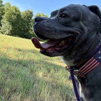 Big Mac -  Cane Corso Dog for Adoption in Manchester, Pennsylvania - Big Mac | PetCurious