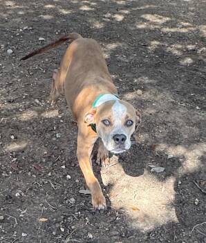 Staffordshire Bull Terrier Dogs Available for Adoption in Missouri City, Texas - Bubba | PetCurious