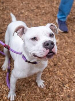 Mixed Breed Dogs Available for Adoption in Chamblee, Georgia - Somalia | PetCurious