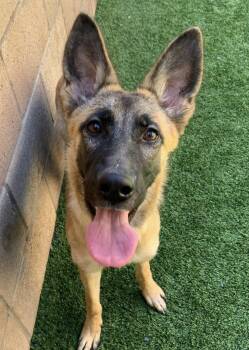 SAVE ME PLEASE CARLEY - IDA554058 -  Belgian Shepherd Malinois Dog for Adoption in San Marcos, California - SAVE ME PLEASE CARLEY - IDA554058 | PetCurious