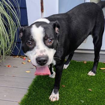 Rescue Mixed Breed Dogs for Adoption in Savannah, Georgia - Harry Potter | PetCurious