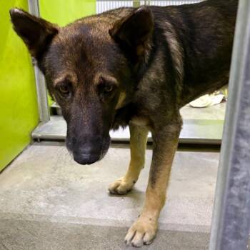 Bea2053 -  Shepherd Dog for Adoption in San Jacinto, California - Bea2053 | PetCurious