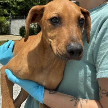 Boxer and Doberman Pinscher Dogs Available for Adoption in Columbus, North Carolina - Sylvester | PetCurious