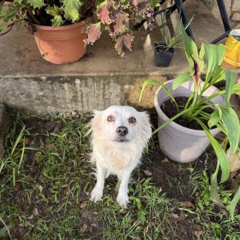 Ivory -  Spaniel and Mixed Breed Dog for Adoption in Boerne, Texas - Ivory | PetCurious