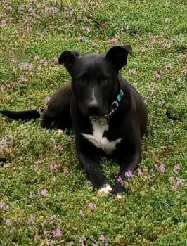 Rescue Labrador Retriever and Shepherd Dogs for Adoption in Gillsville, Georgia - Elly | PetCurious