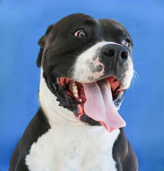 BARLEY -  American Staffordshire Terrier Dog for Adoption in Pasadena, California - BARLEY | PetCurious