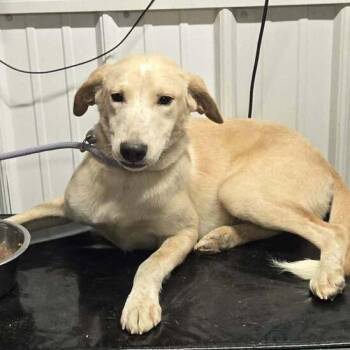 Lilly Mae -  Yellow Labrador Retriever and Mixed Breed Dog for Adoption in Springboro, Ohio - Lilly Mae | PetCurious
