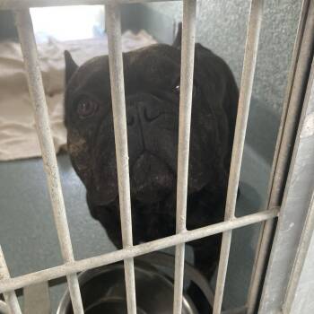 Dumpling -  French Bulldog and Mixed Breed Dog for Adoption in Hawthorne, California - Dumpling | PetCurious